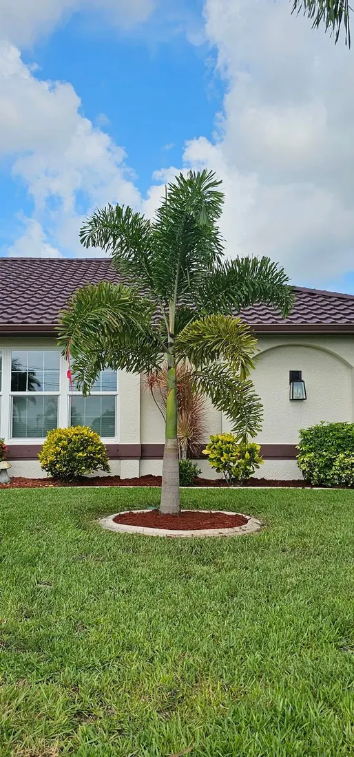 Newly installed palm tree by RDZ Home Services