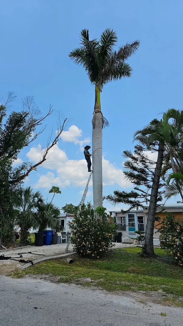 Tall palm tree trimming by RDZ Home Services